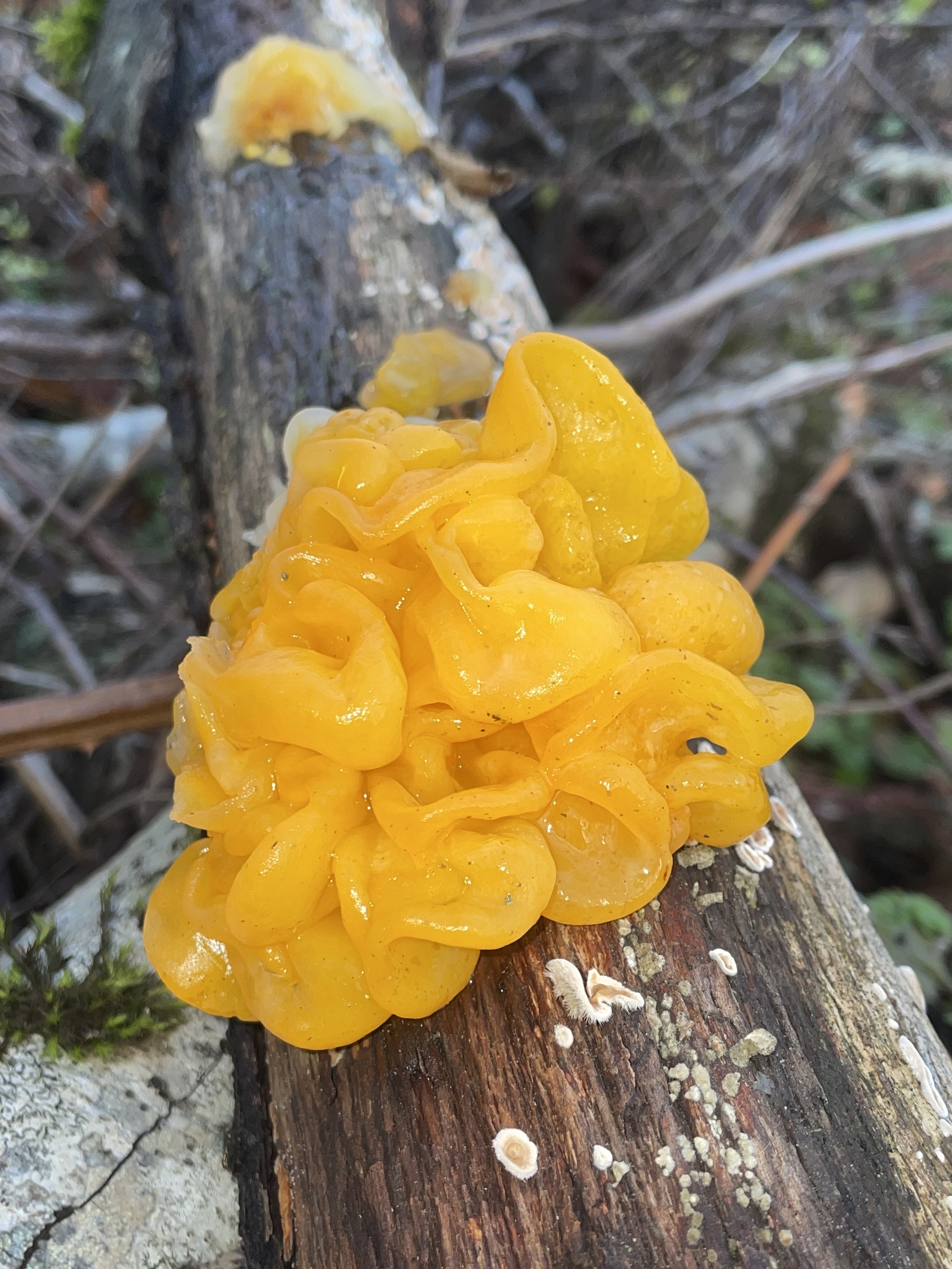 FUNGUS 完売間近！！ Frightening Fungi of Vermont | Vermont Center for Ecostudies