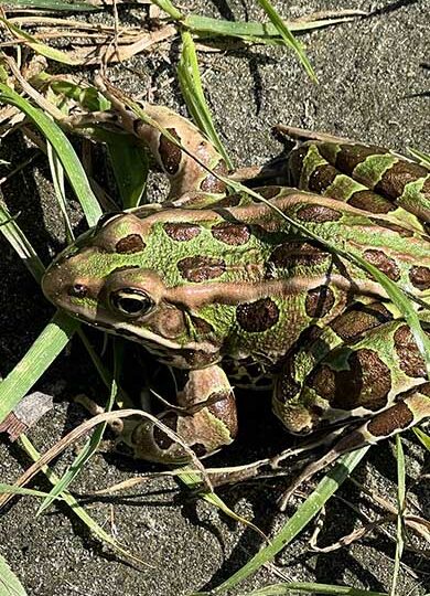 Northern Leopard Frog (Lithobates pipiens) &copy; Peter (@pdar21 on iNaturalist)