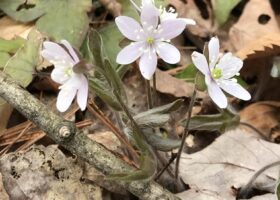 Field Guide to March 2025