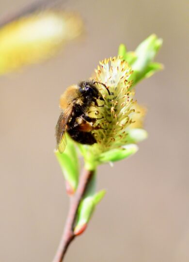 Andrena clarkella on Salix &copy; Bernie Paquette