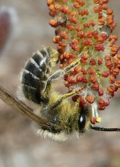Colletes inaequalis on Salix &copy; Bruce Cook