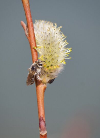 Andrena wellesleyana on Salix &copy; Kirstyn Eckhardt