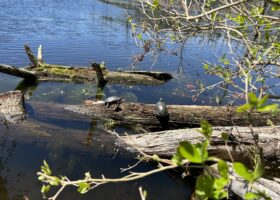 Observing Protected Species: How We Hide Their Location Data