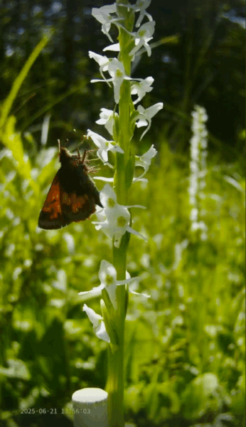 Hobomok Skipper on an orchid flower