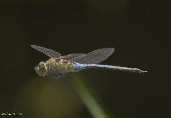 16232, , Common Green Darner_inat_© @mfostervt (ccbync), , , image/jpeg, https://vtecostudies.nyc3.digitaloceanspaces.com/wp-content/uploads/2025/08/08163915/Common-Green-Darner_inat_%C2%A9-%40mfostervt-ccbync.jpg, 1024, 683, Array, Array © Michael Foster from iNaturalist licensed under CC-BY-NC