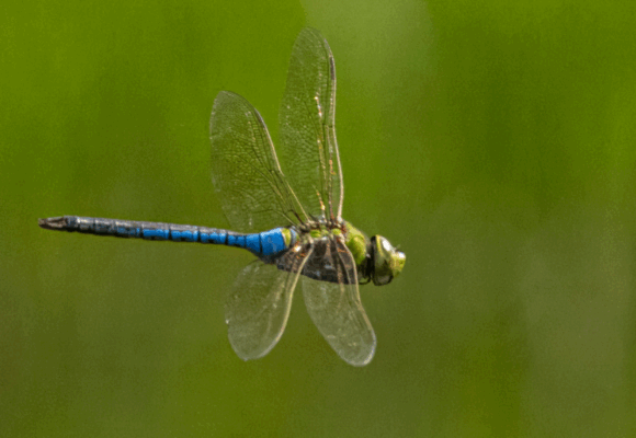 16229, , green darner, , , image/png, https://vtecostudies.nyc3.digitaloceanspaces.com/wp-content/uploads/2025/08/08163930/green-darner-1.png, 1200, 800, Array, Array © Michael Foster from iNaturalist licensed under CC-BY-NC