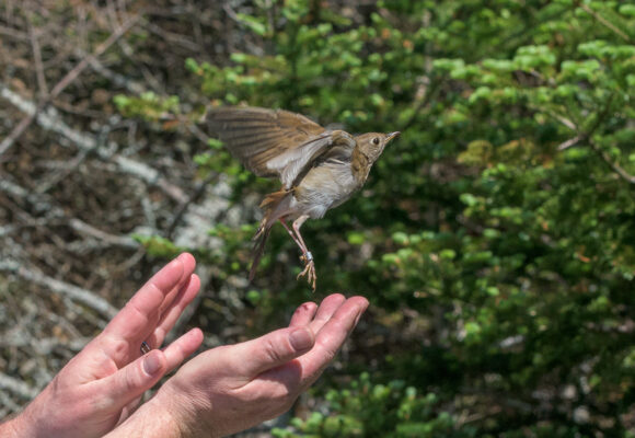 16223, , Copy of Bill_BITH-Release-Chuck Gangas (1), , , image/jpeg, https://vtecostudies.nyc3.digitaloceanspaces.com/wp-content/uploads/2025/08/08163951/Copy-of-Bill_BITH-Release-Chuck-Gangas-1.jpg, 1200, 936, Array, Array Chuck Gangas