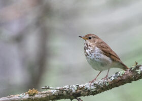 Four Federal (Yes, Federal!) Bills for Bird Conservation