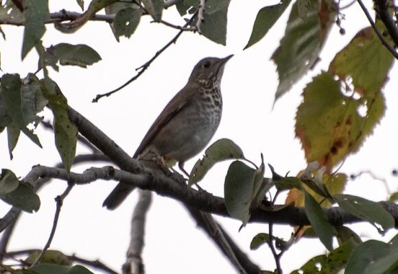 16247, , donna wadsley Gray cheeked Thrush, , , image/jpeg, https://vtecostudies.nyc3.digitaloceanspaces.com/wp-content/uploads/2025/09/08163845/donna-wadsley-Gray-cheeked-Thrush-e1756837311464.jpg, 734, 662, Array, Array © Donna Wadsley (from iNaturalist. Licensed under CC-BY-NC)