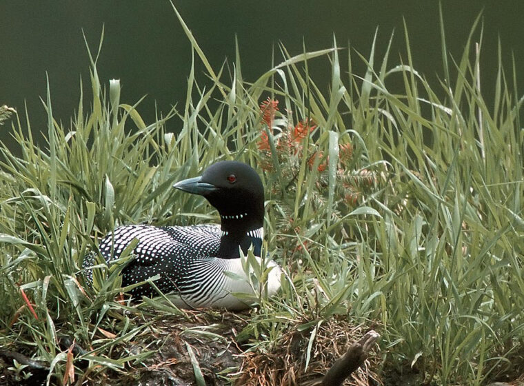 Common Loon on a nest photo by Elinor Osborn