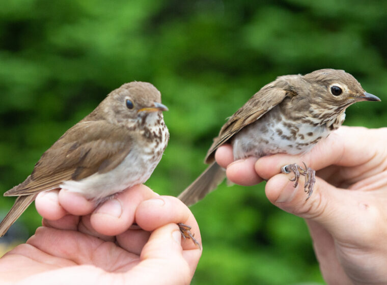 Bicknell’s Thrush © Tom Rogers