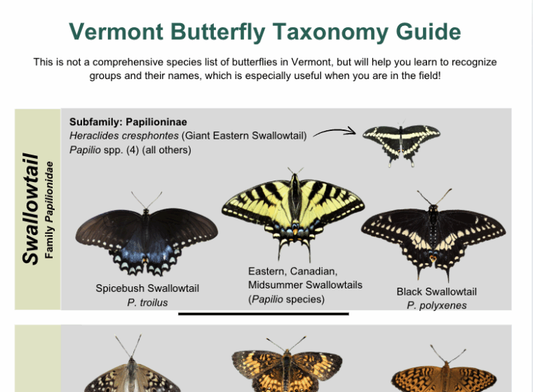 Guide to Butterfly Taxonomy