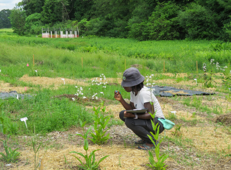 Onome Ofoman taking data on native plants and pollinators
