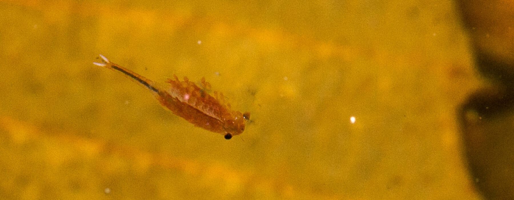 Fairy Shrimp