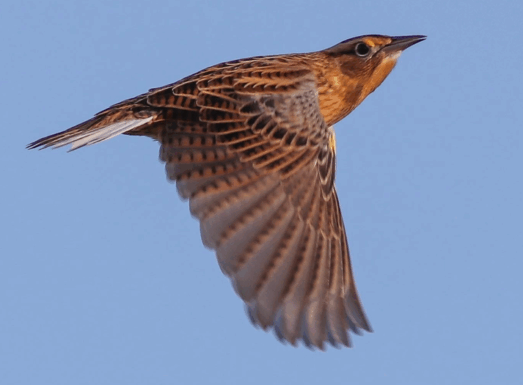 Eastern Meadowlark flying