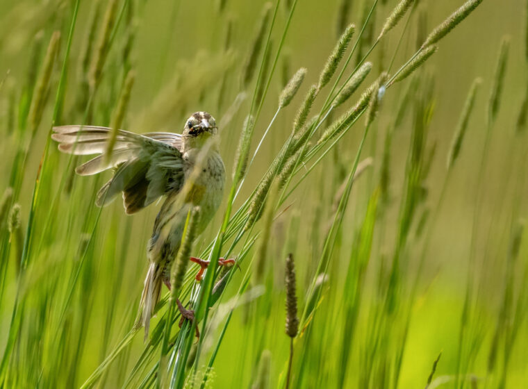 Female Bobolink with an insect