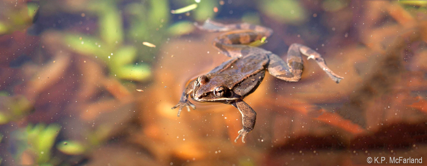 Wood Frog