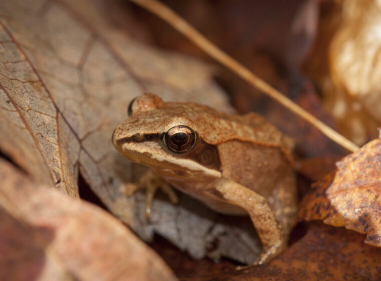 Wood Frog