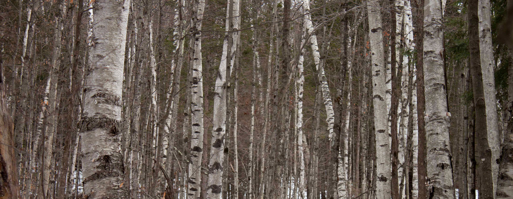 Balsam Fir in winter