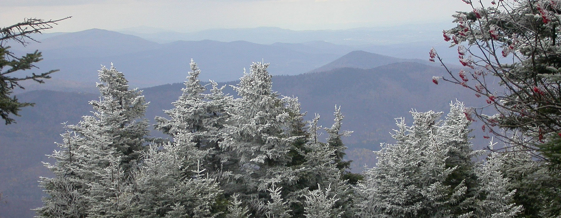 Balsam Fir in winter