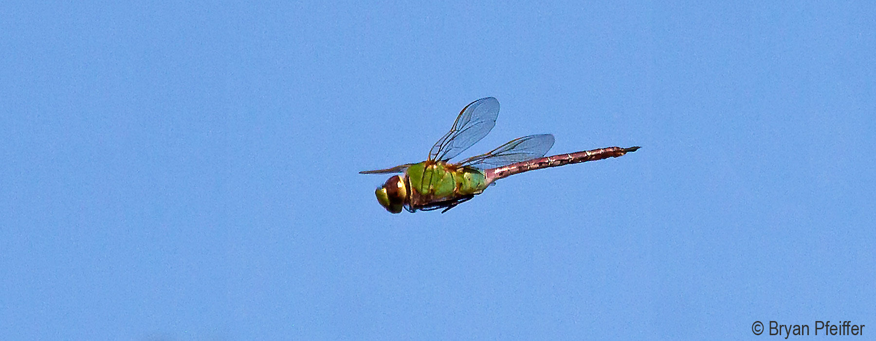 Common Green Darner flying