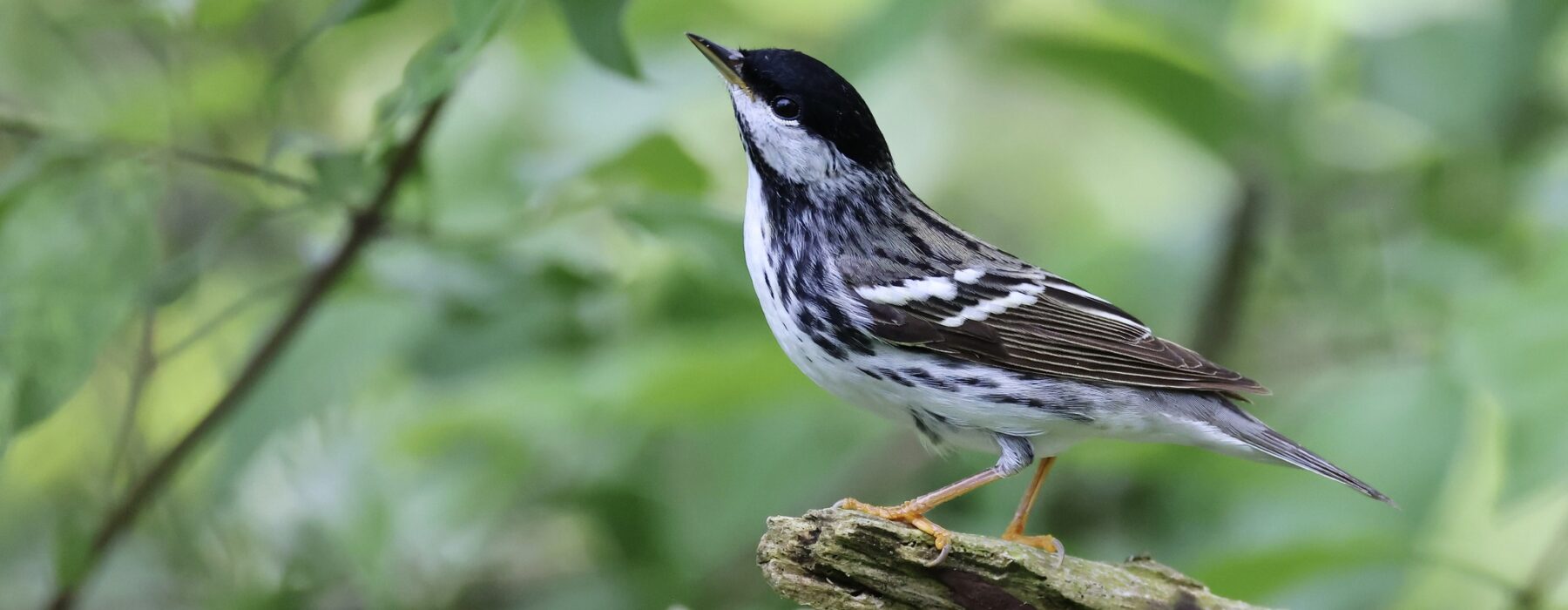Blackpoll Warbler photo credit Rick Nirschl, iNaturalist