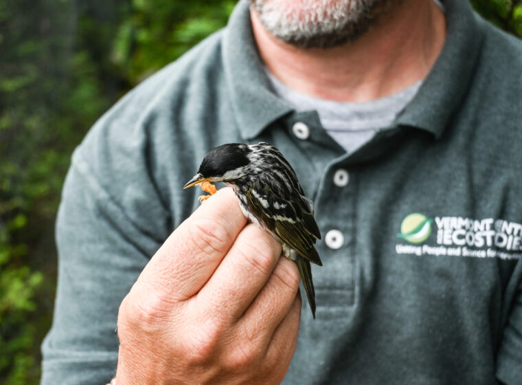 Professional bird bander holds a Blackpoll Warbler