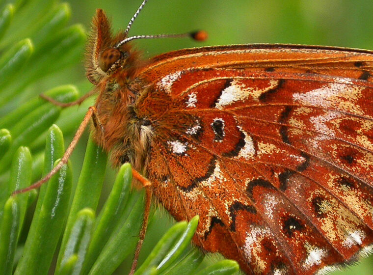 Alpine butterfly in the White Mountains in New Hampshire
