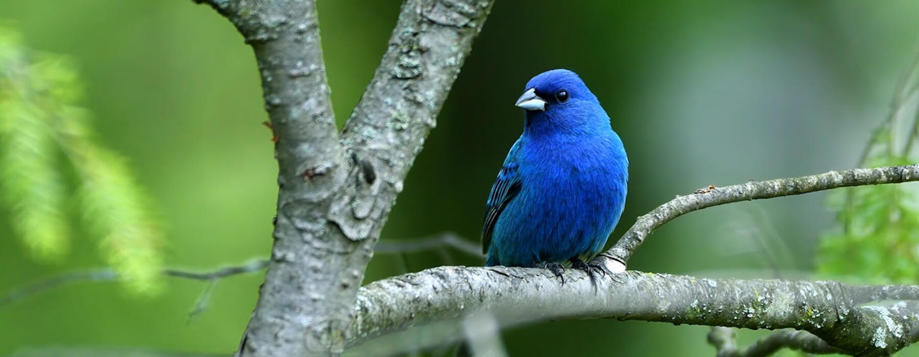 Indigo Bunting
