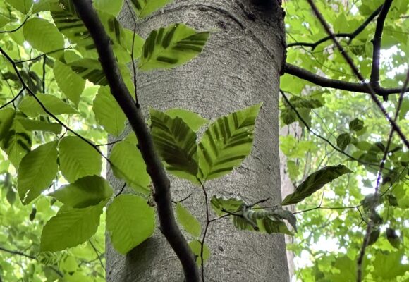 Beech Leaf Disease &copy; Grace Bianchi