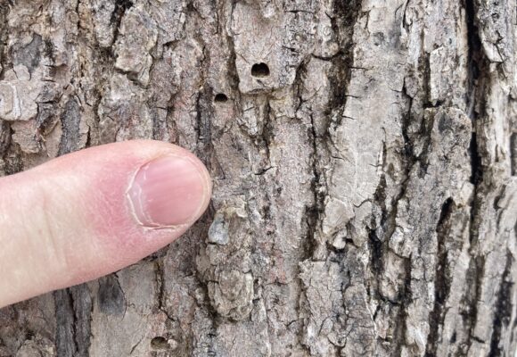 Emerald Ash Borer Exit Holes &copy; Erik Barr