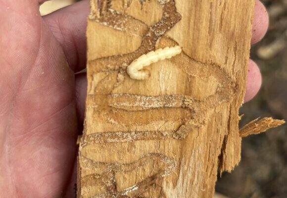 Emerald Ash Borer Larva and S-shaped Galleries &copy; Matt Keevil