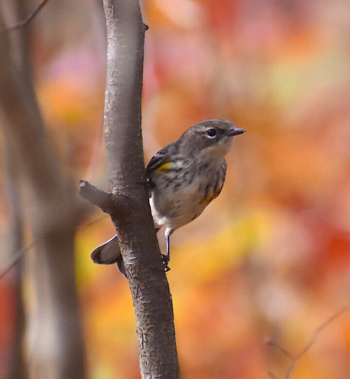 A Myrtle Warbler pauses on a branch. &copy; Craig Hunt