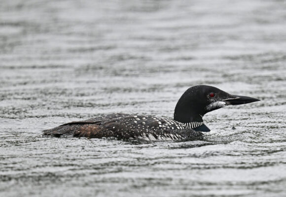 A molting Common Loon in 2026 at Lake Rescue &copy; Anastasia Zinkerman