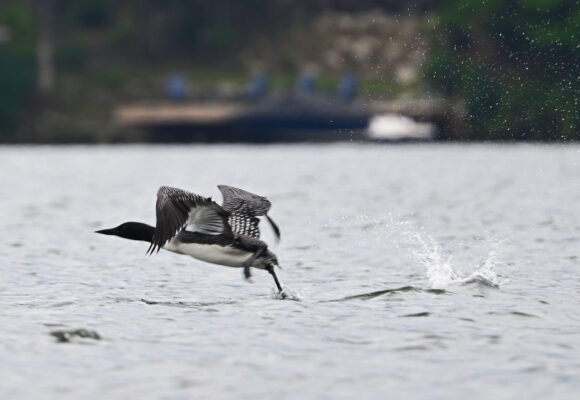 A loon taking off from Rescue Pond &copy; Anastasia Zinkerman